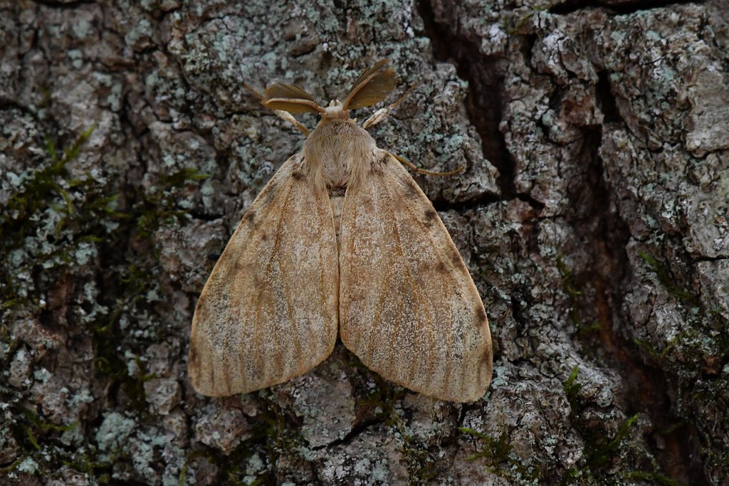 029 2018-07073740 Broad Meadow Brook, MA.JPG - Gypsy Moth (m) (Lymantria dispar). Broad Meadow Brook Wildlife Sanctuary, MA, 7-7-2018